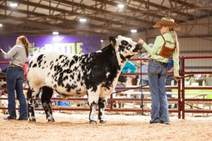 Spotted dairy cow being presented at a livestock show with handlers in western attire.