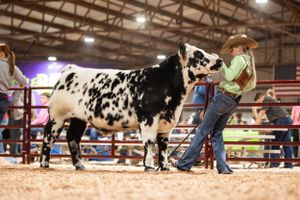Black and white spotted dairy cow being shown in a livestock arena.