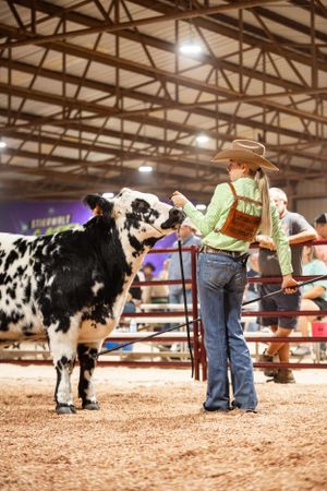 Handlers present dairy and beef cattle in a sawdust-covered indoor show ring under bright lights.