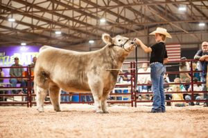 Livestock show participants lead cattle around a covered arena with exposed wooden rafters and lighting.