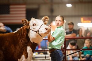 Cattle handlers show various breeds of livestock in an indoor arena during a competition event.