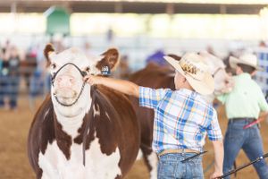Burleson County Fair heifer exhibitor.