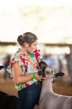 Handler in colorful top showing a gray animal at a livestock competition.