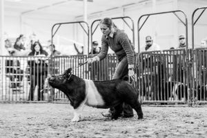 Series of black and white photos depicting horse training exercises in a fenced area.