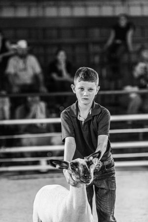 Young exhibitor in dark clothing showing a white sheep in a competition ring.