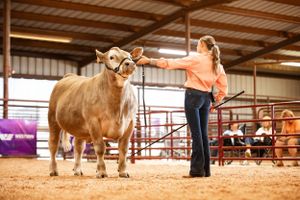 Multiple livestock handlers present their cattle in a large indoor arena during a competition.