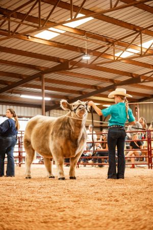 Steirwalt Cattle Battle Steer exhibitor.