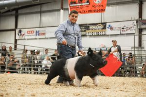 Livestock show participants chase animals in a sandy arena.