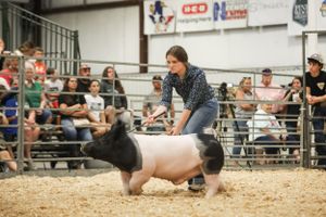 Contestants crawl on hands and knees in a livestock arena competition.