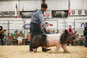 Participants compete in a livestock arena event while spectators watch from bleachers.