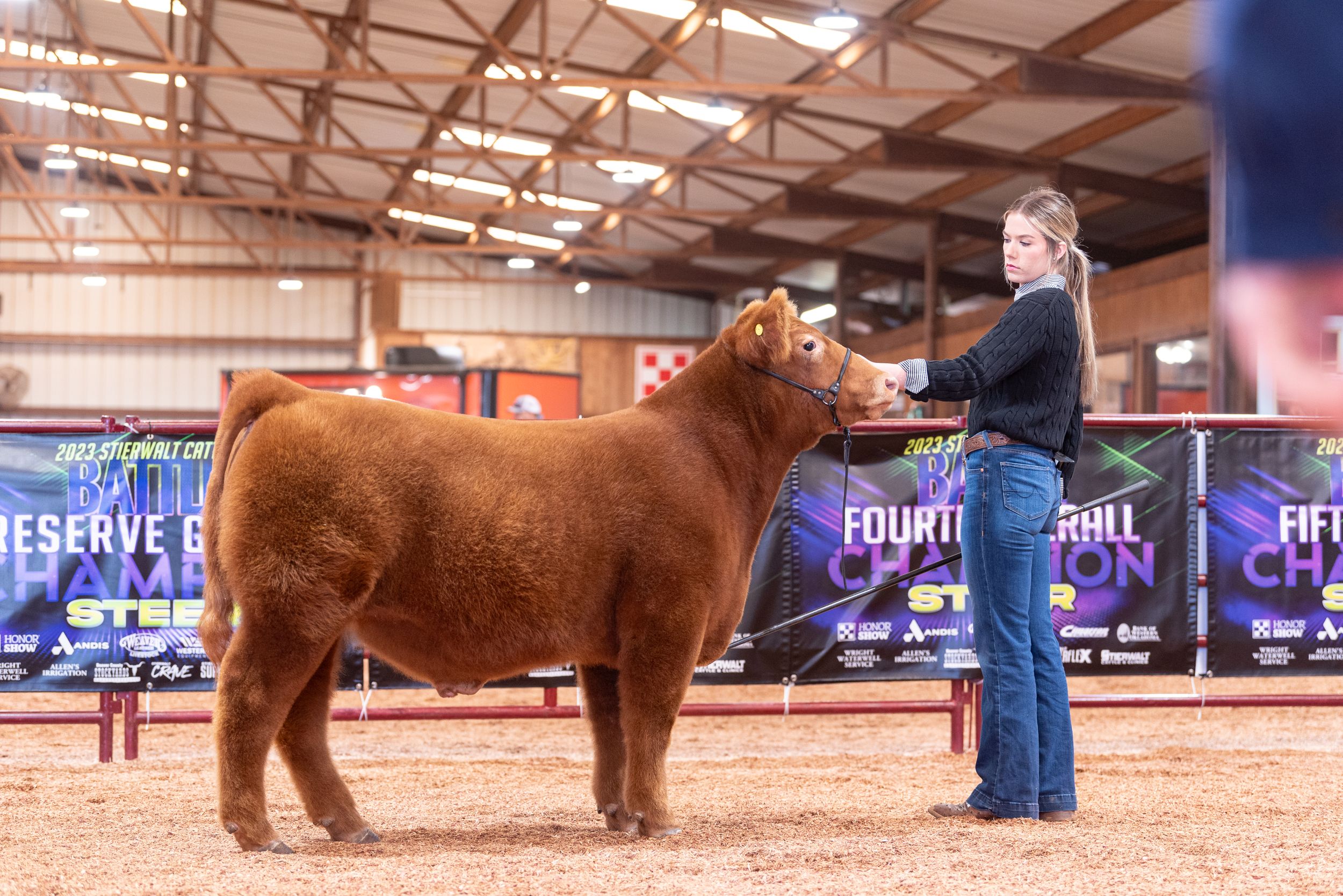 Brown cattle being shown in an indoor arena with purple banners and spectators.