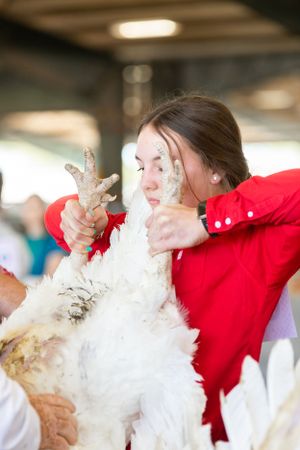Young competitors in red shirts showing their sheep at a livestock competition.