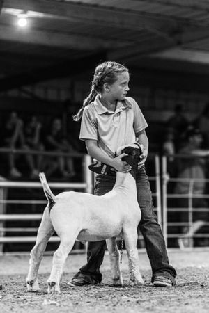 Black and white photo of young handlers showing white sheep in a competition ring.