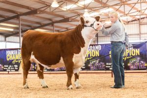 Brown and white cattle being shown in a large indoor arena with competition banners.