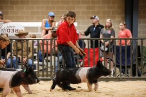 Livestock competitors walking their animals in an indoor show arena.