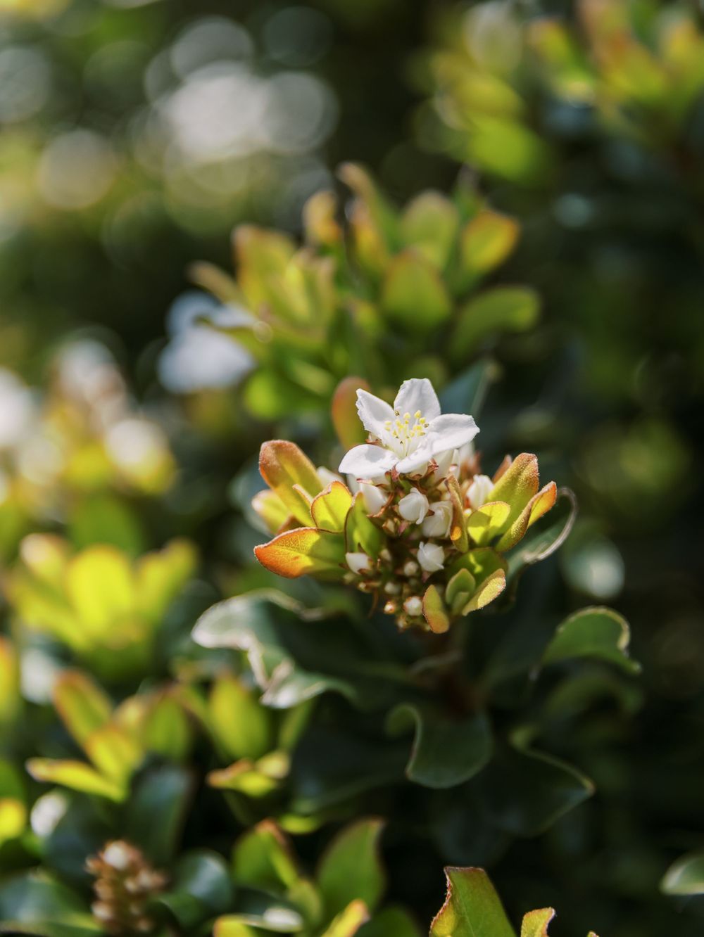 Close-up of delicate white flowers and buds against blurred green foliage background.