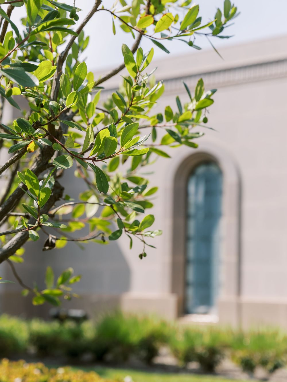 Green foliage frames an elegant church exterior with arched windows and white walls.