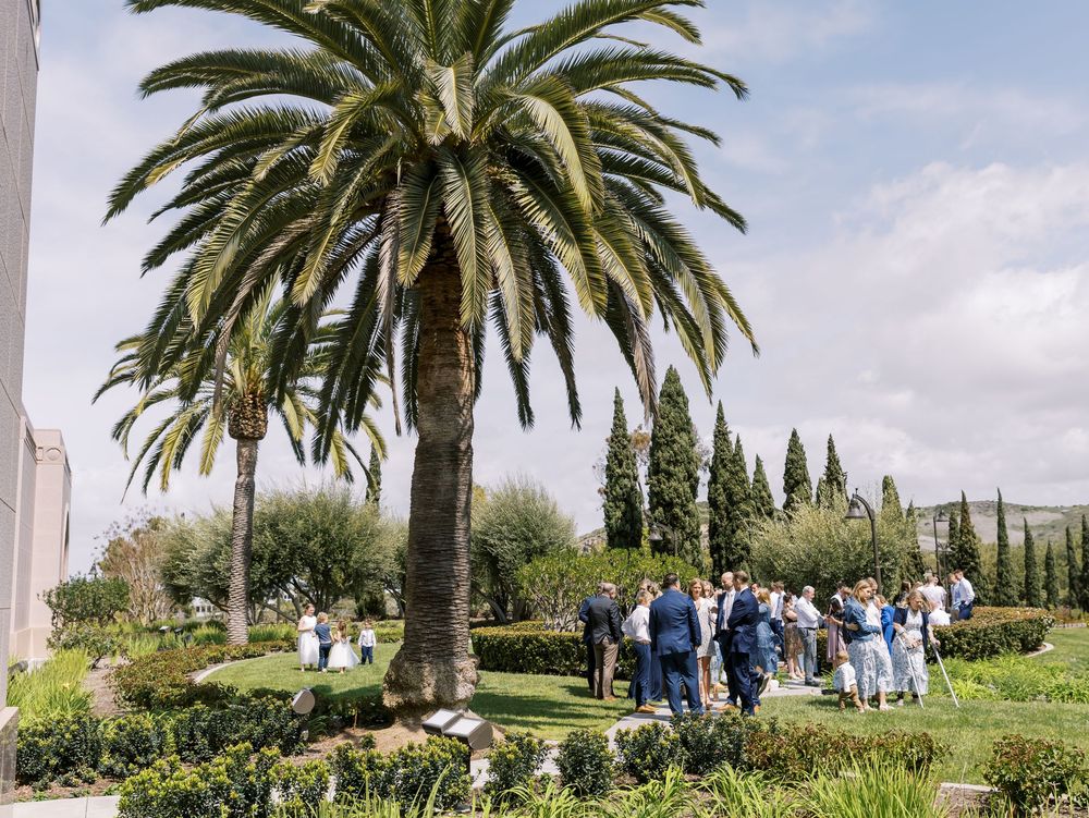Panoramic view of a Mediterranean garden with tall palm trees and cypress trees lining a pathway under blue skies.