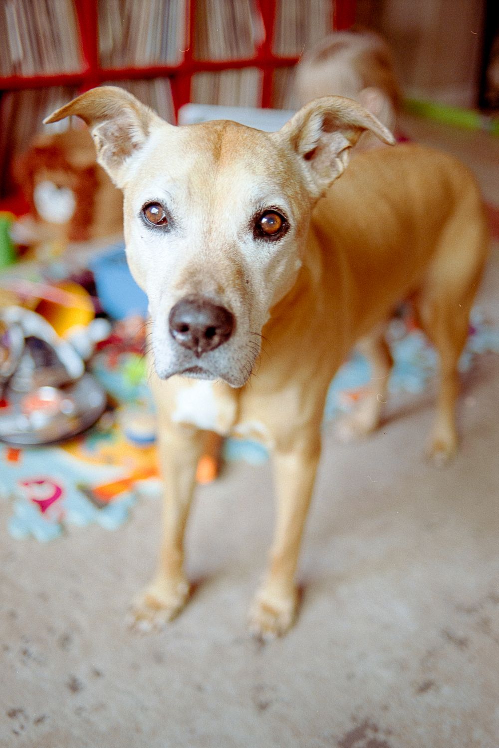 A tan-colored dog with alert eyes stands among scattered toys on the floor, photographed with shallow depth of field.
