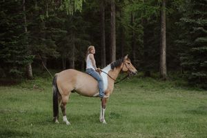 A horse grazes peacefully in a lush green meadow surrounded by tall trees.