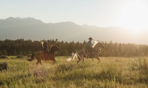Horses grazing in a sunlit meadow with mountain ranges and forest in the background.