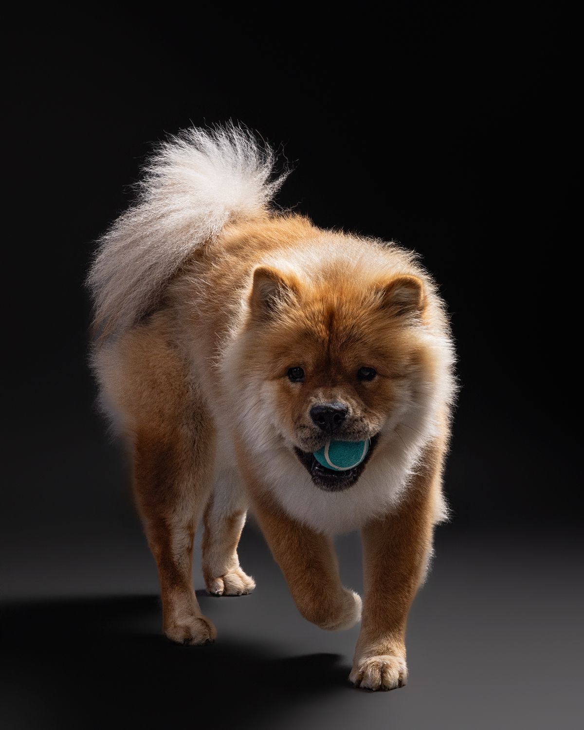 Fluffy golden Chow Chow dog walking toward camera with a teal ball in its mouth against dark background.