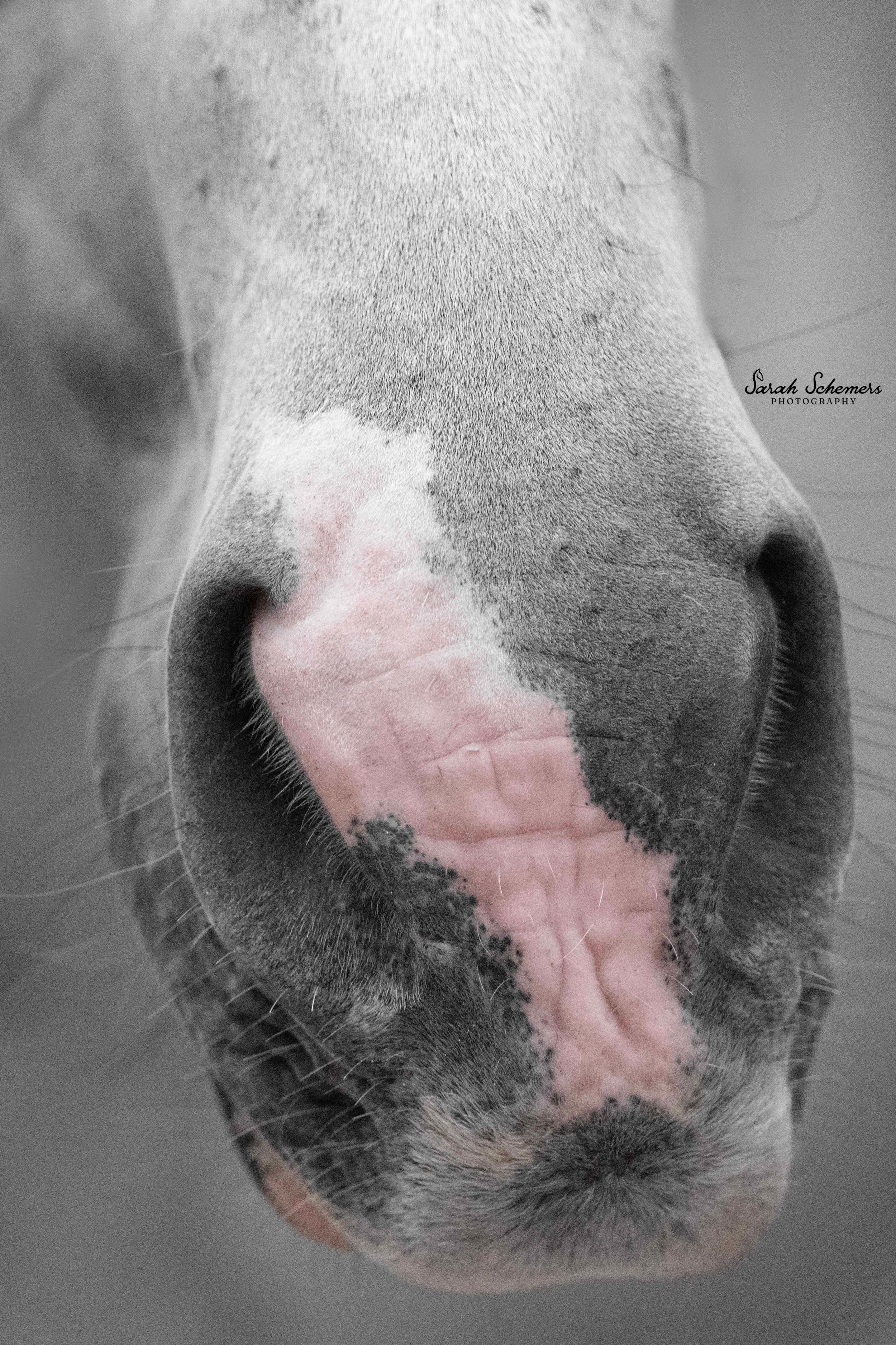 Close-up black and white photo of a horse muzzle with pink skin markings, fine detail texture visible.