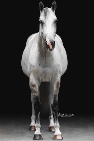 A white horse with brown spots stands facing forward against a dark black background in a studio portrait photo.