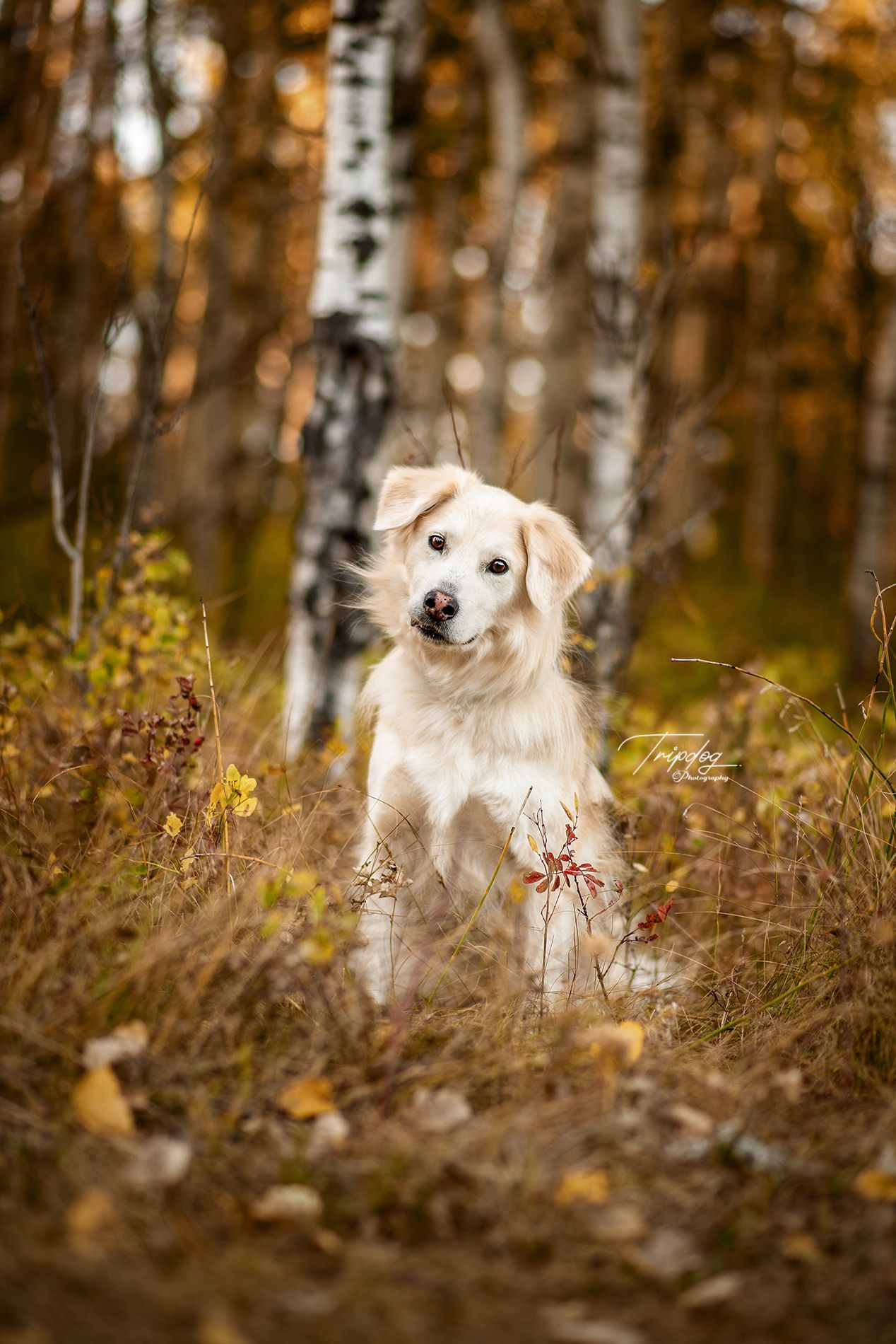 A rescue dog sits alert in an autumn forest with birch trees and golden foliage in the background.