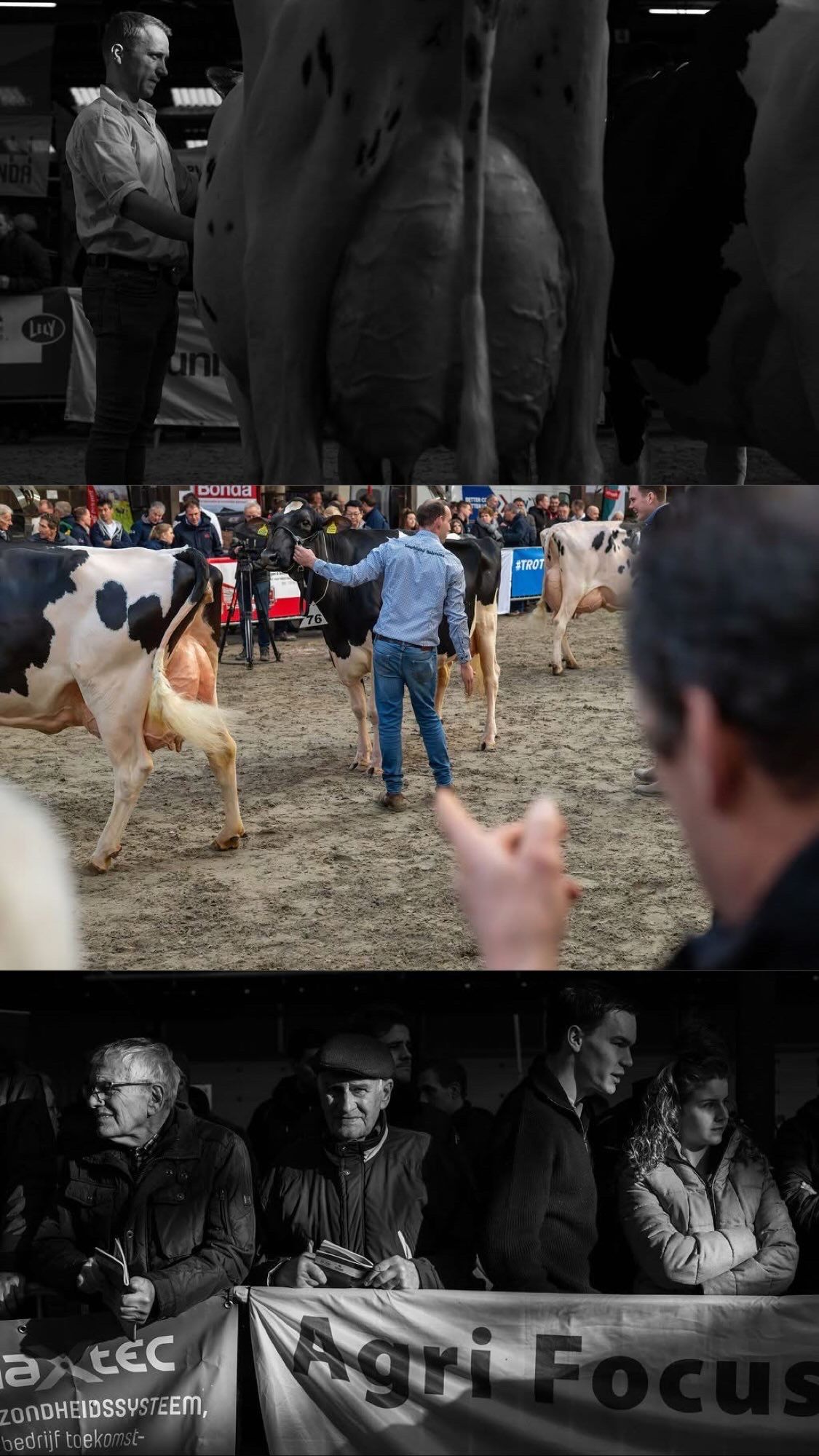 Black and white image of spectators watching a cattle show or livestock competition in an arena.