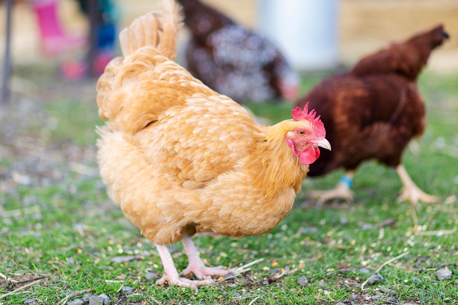 Chickens of different colors forage and peck in the grass while roaming freely outdoors.