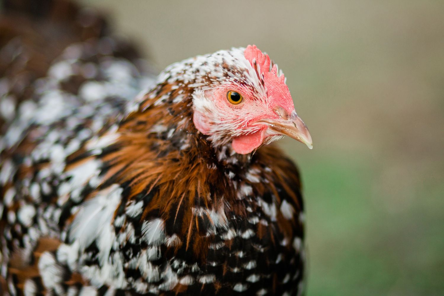 A speckled brown and white chicken with distinctive red comb and wattles shown in multiple close-up views.