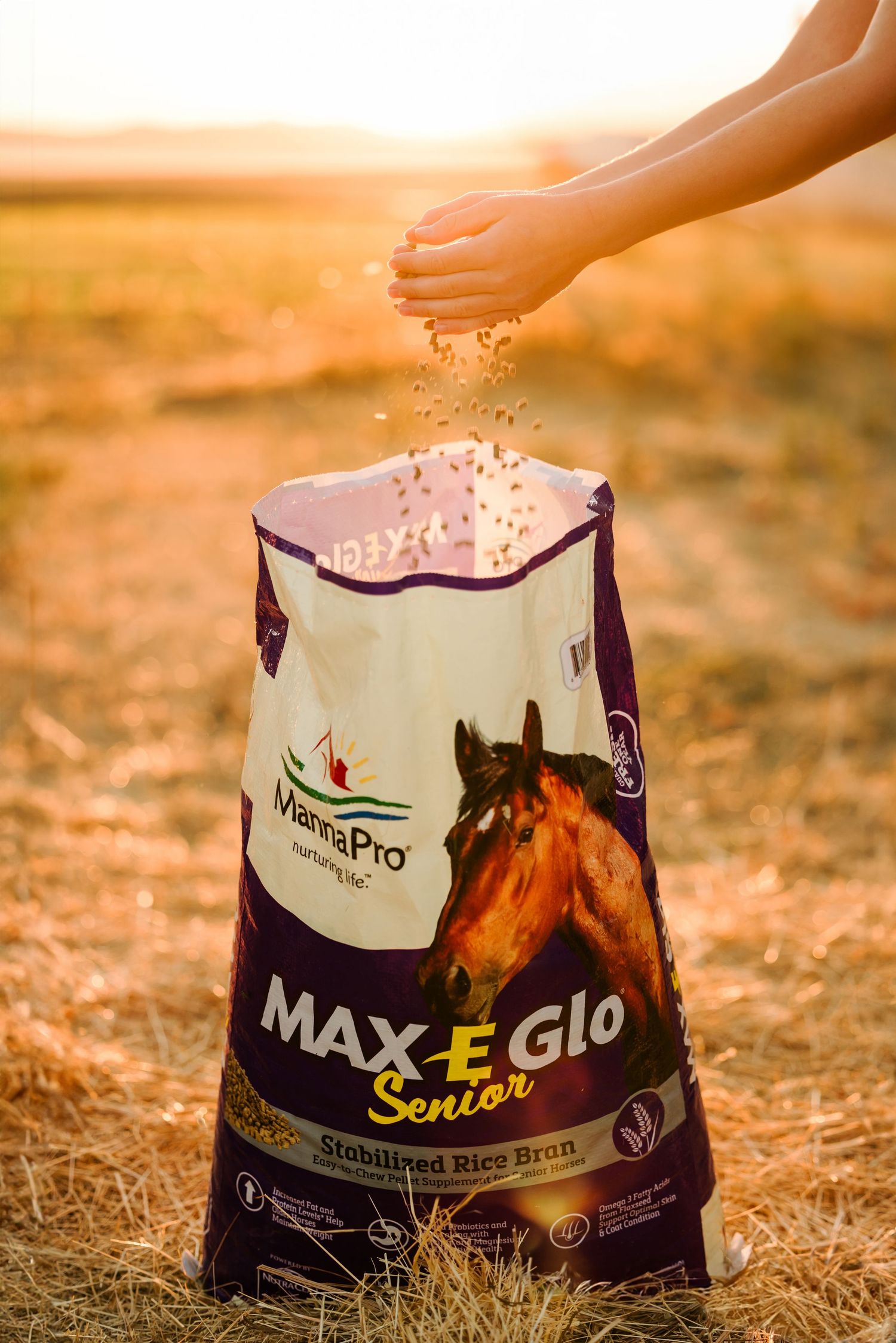 Hand pouring dog food from purple and white Max-E-Glo Senior pet food bag at golden sunset.