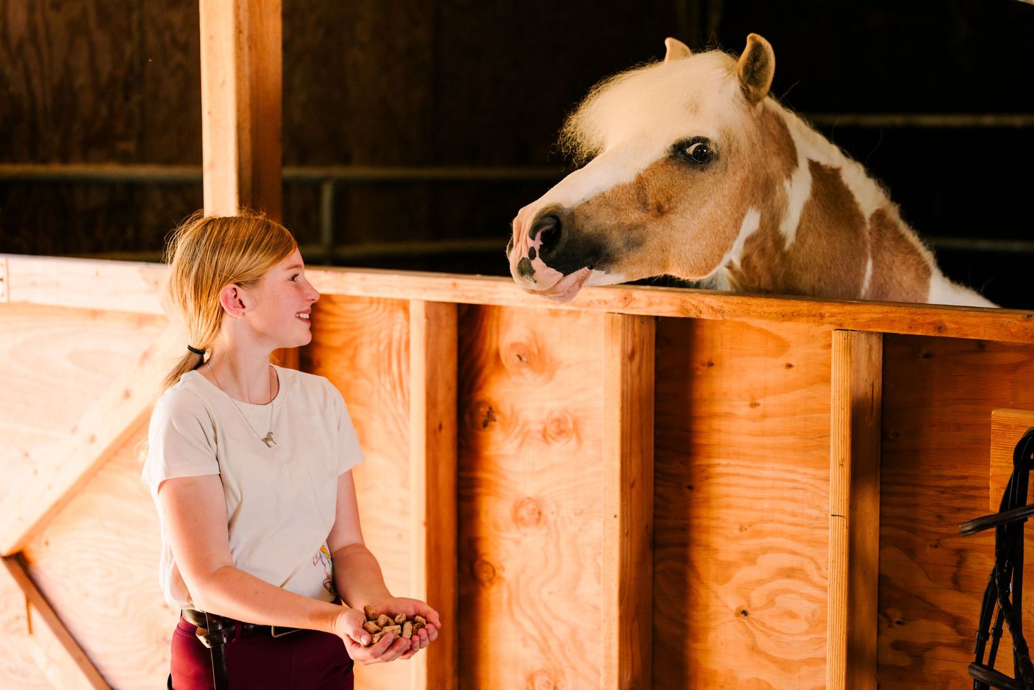 A light brown horse with a white blaze peeks over a wooden stable wall while someone stands nearby laughing.