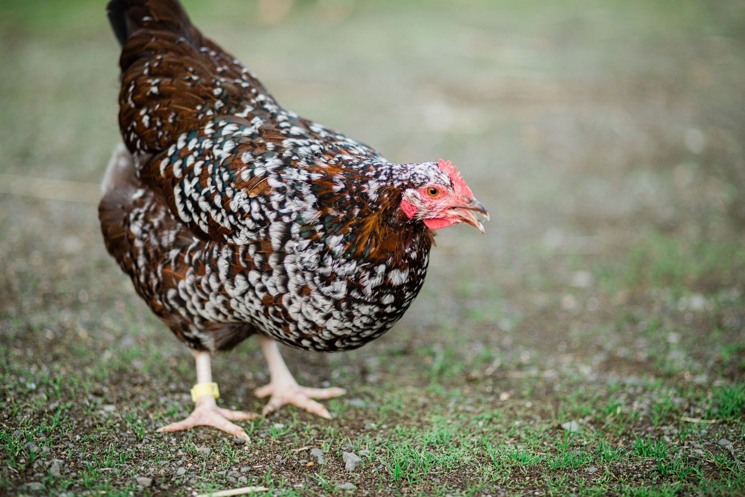 A speckled chicken with black and white feathers forages in green grass on a farm.