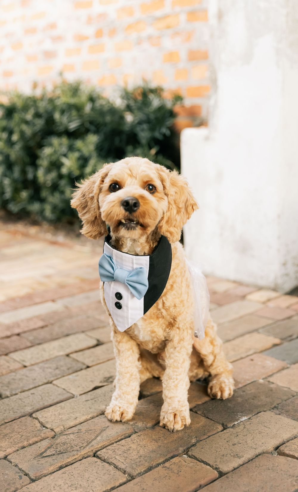 Fluffy apricot dog wearing a tuxedo bandana with a light blue bow tie sits on a brick patio at a wedding.