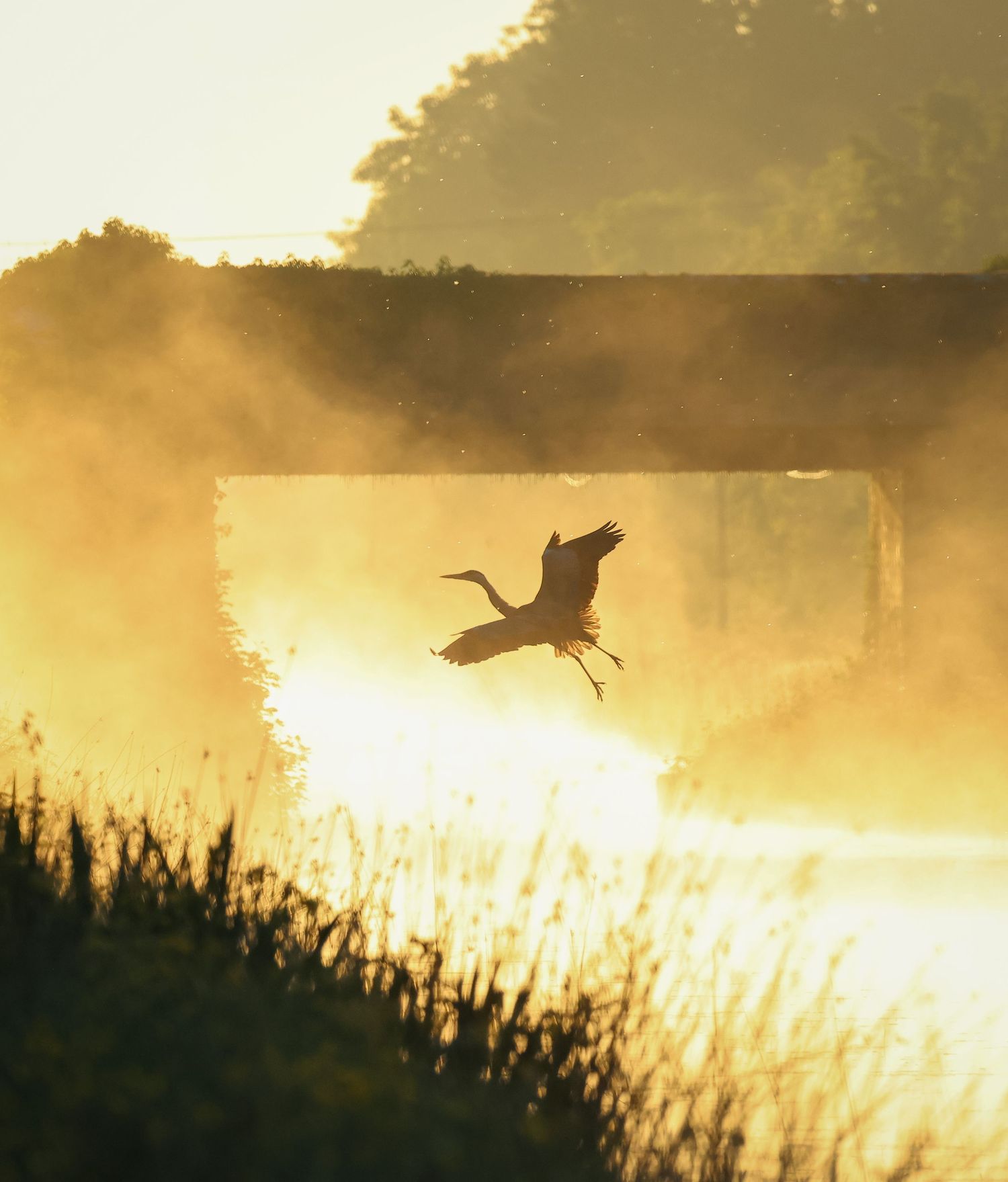 Heron silhouette taking off at Ballyteague Canal Kildare