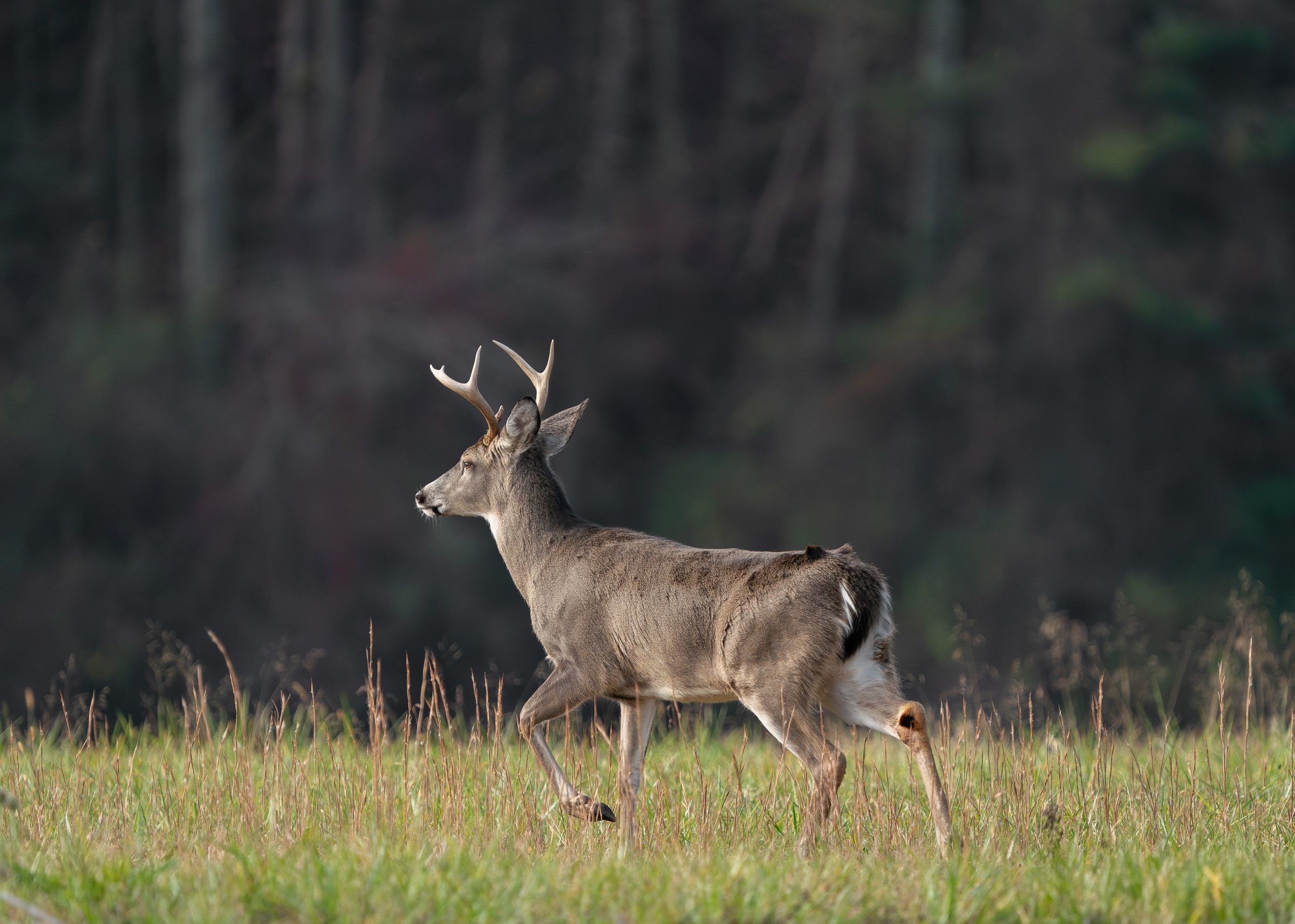 White-tailed deer in a field at dusk.