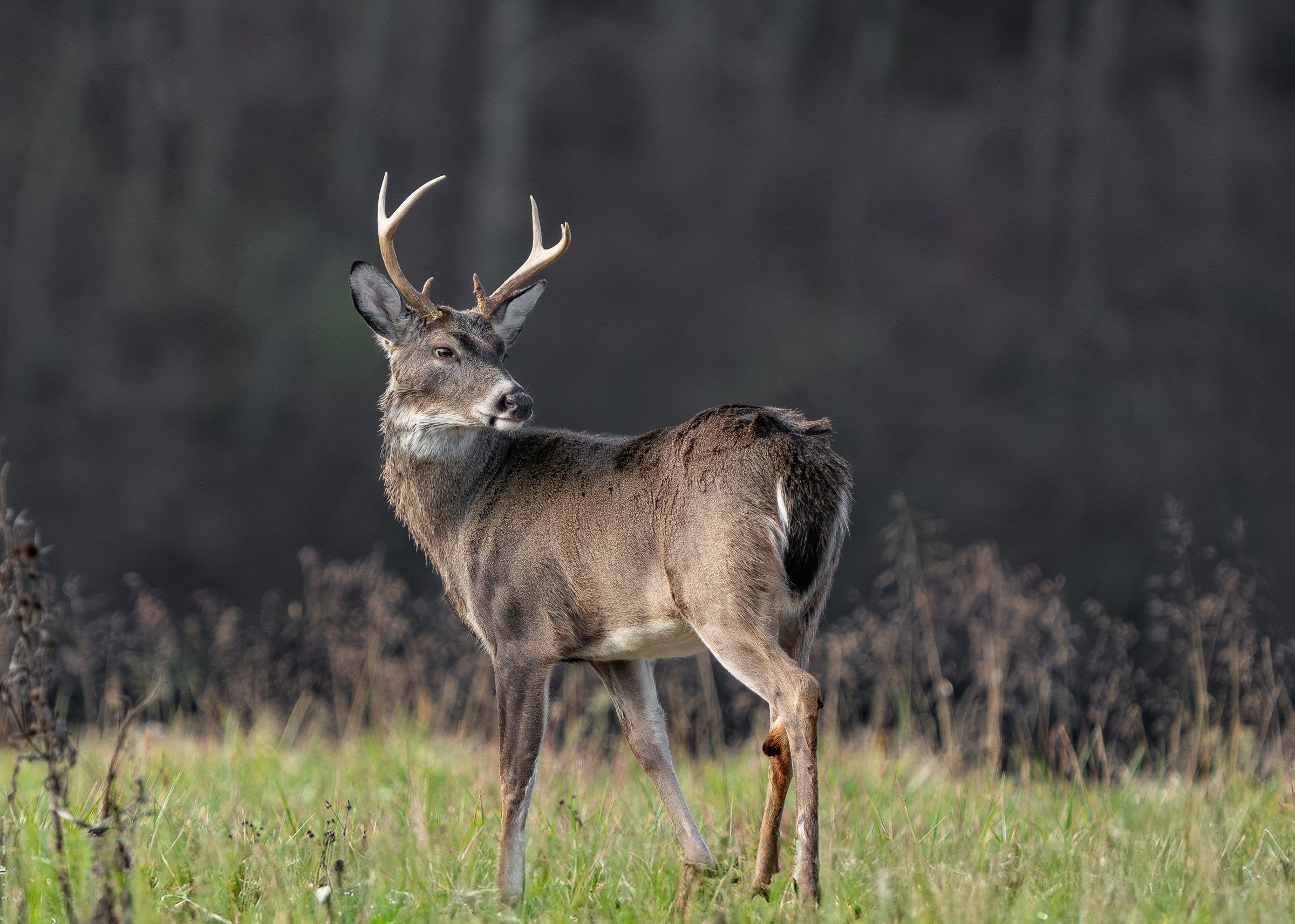 Buck deer with antlers standing alert.