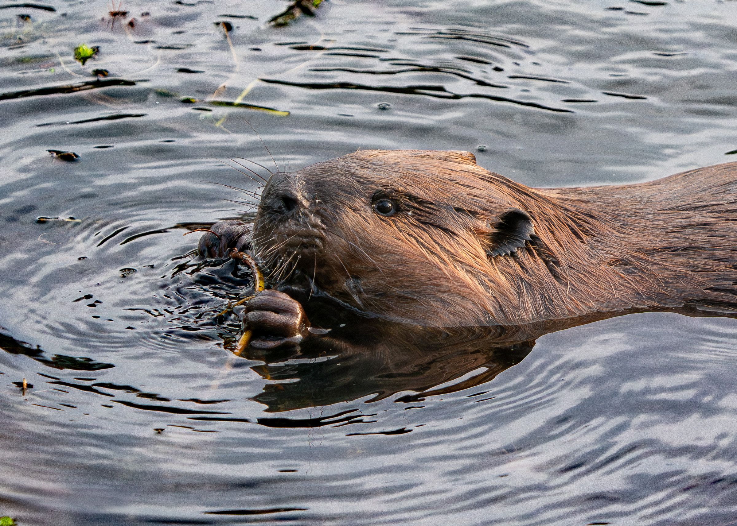 Beaver swimming through dark rippling water with its head visible above the surface.