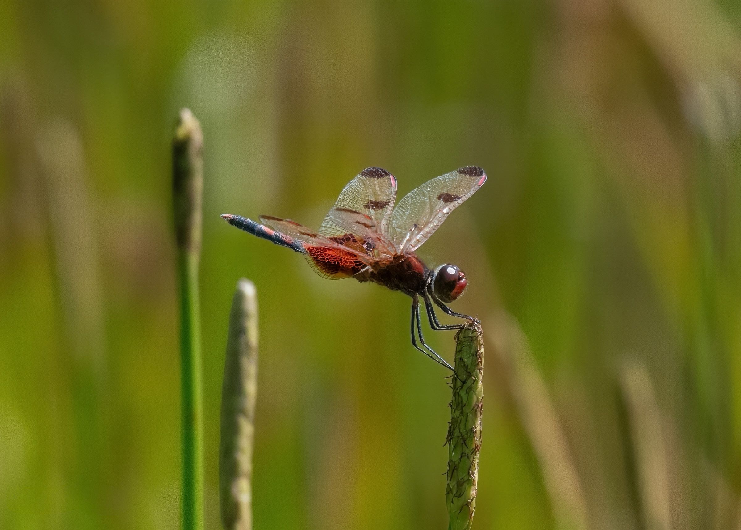 Orange and red dragonfly resting on green reeds in natural wetland setting.