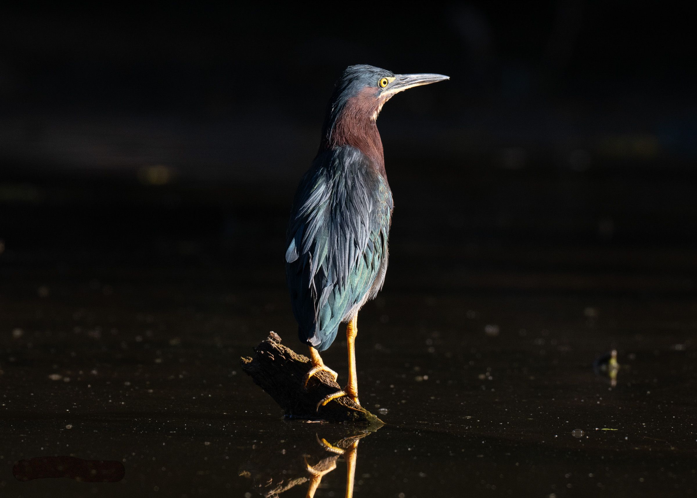 Green heron wading through dark water searching for prey.