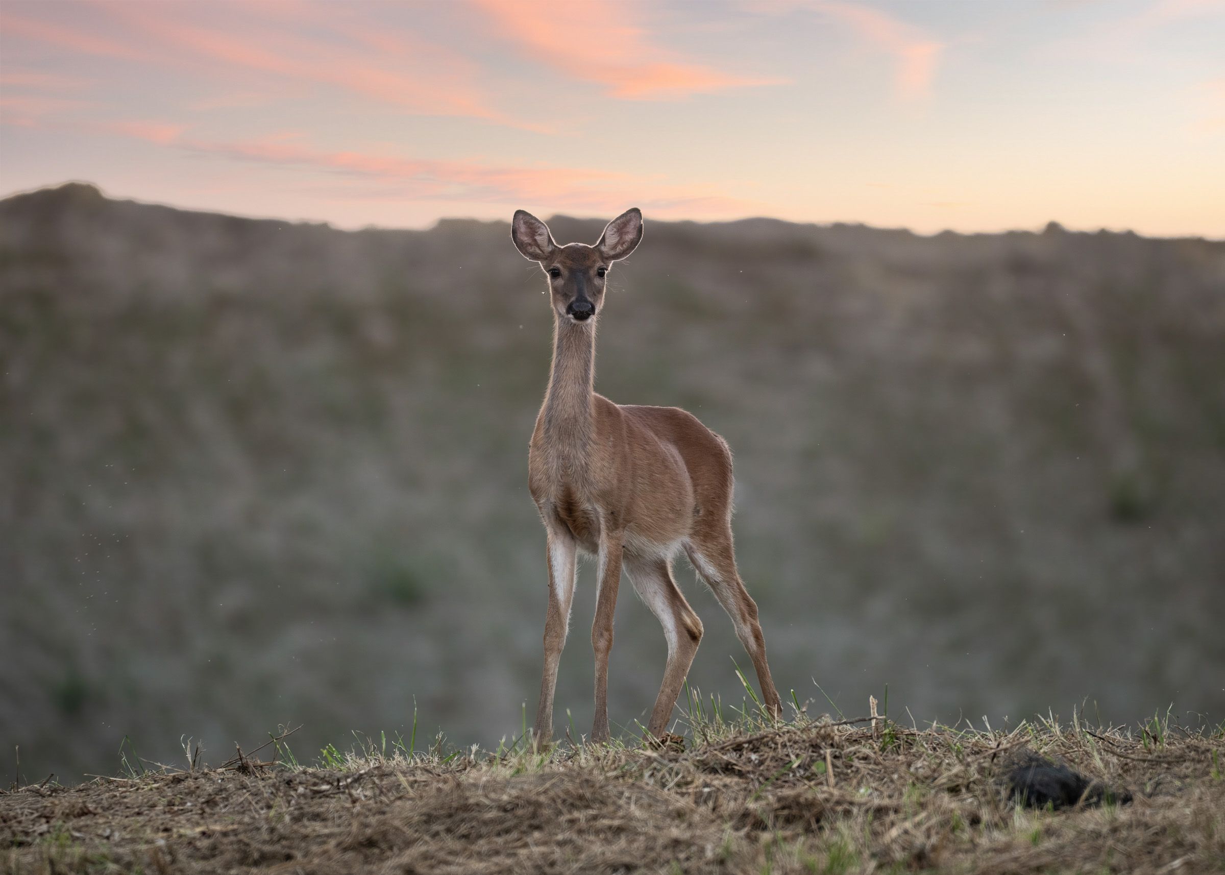 White-tailed deer standing in golden light during sunset in an open field.
