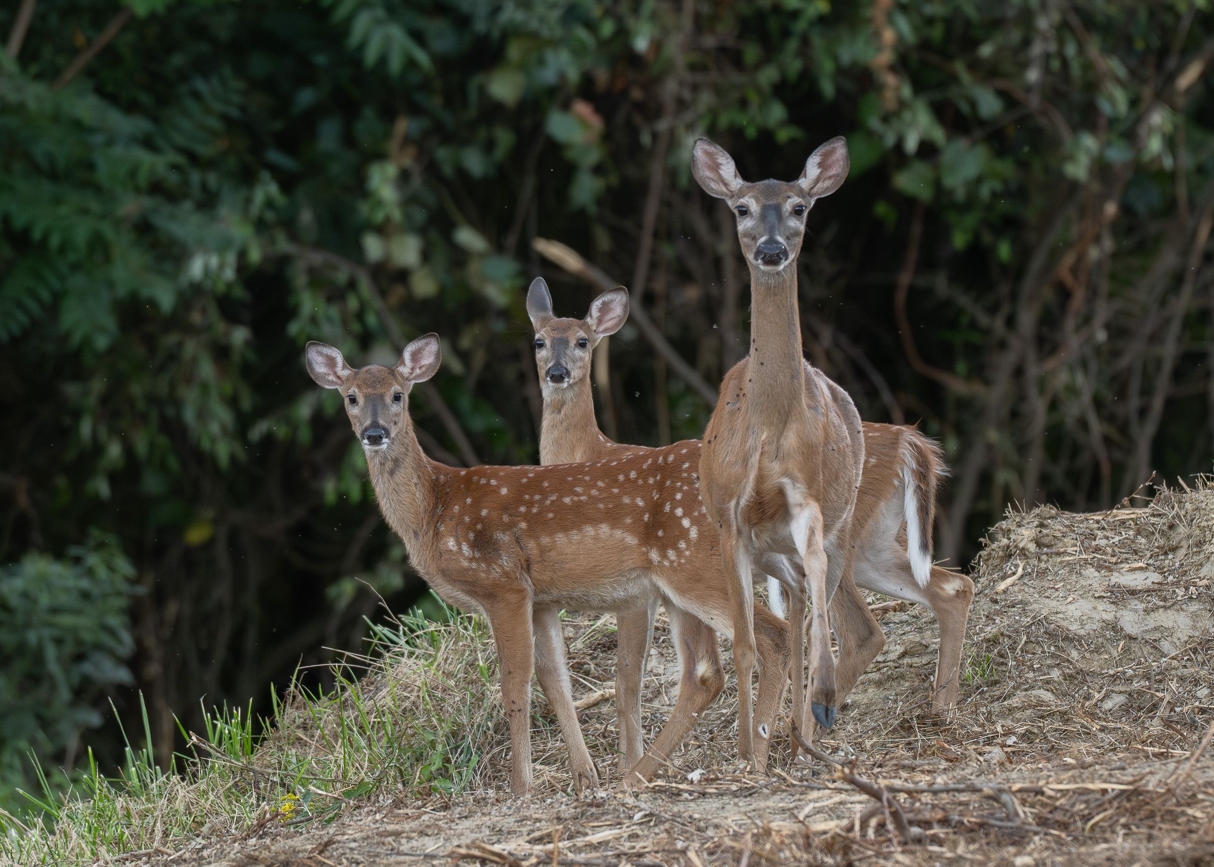 Young fawns standing together in a wooded area with spotted coats visible.