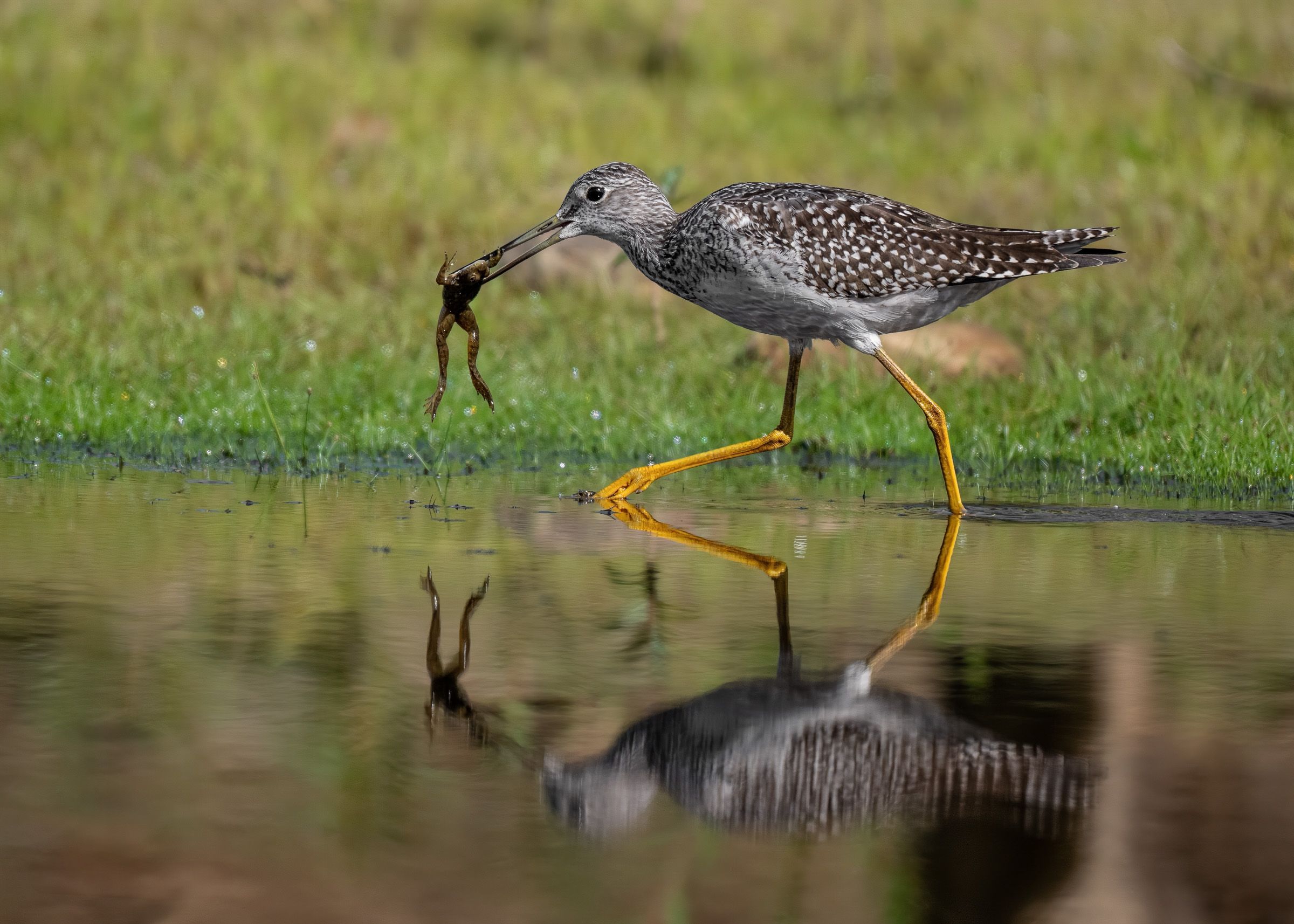 A greater yellowlegs wading bird with frog in shallow water, reflecting its image in the still surface.