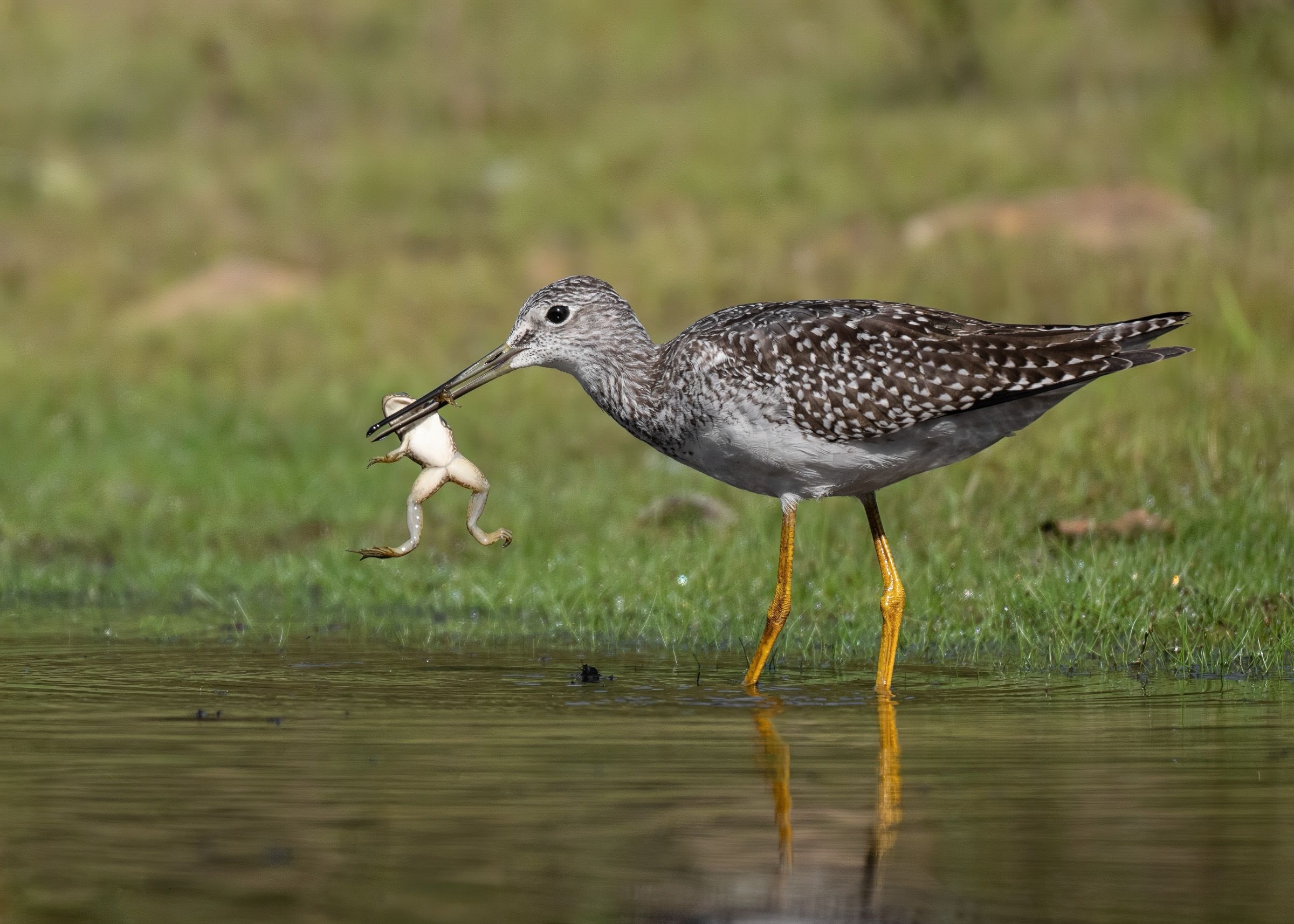 Greater yellowlegs bird wading in shallow water with frog.