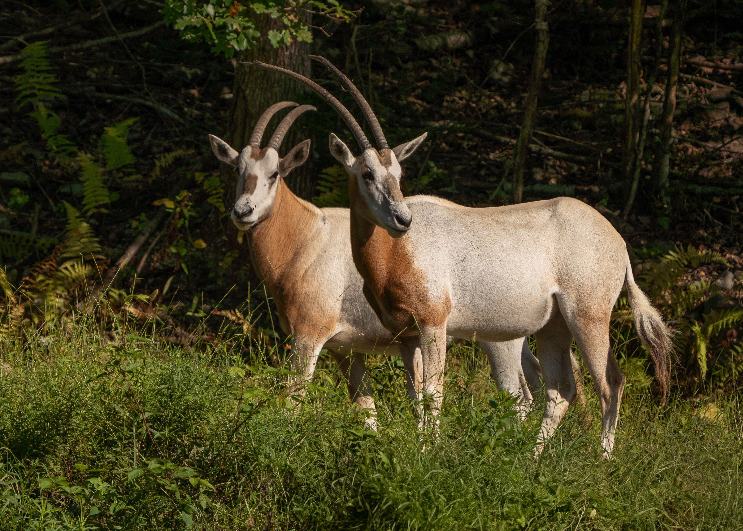 Pair of Scimitar Oryx grazing peacefully in a lush green forest clearing.