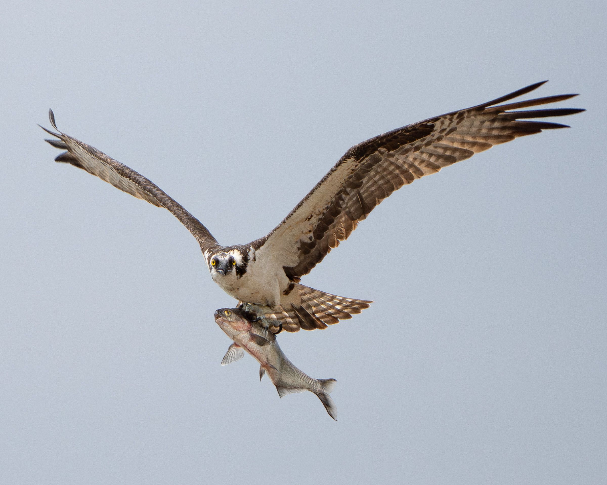 Osprey bird soaring through the sky with its catch against a pale blue background.