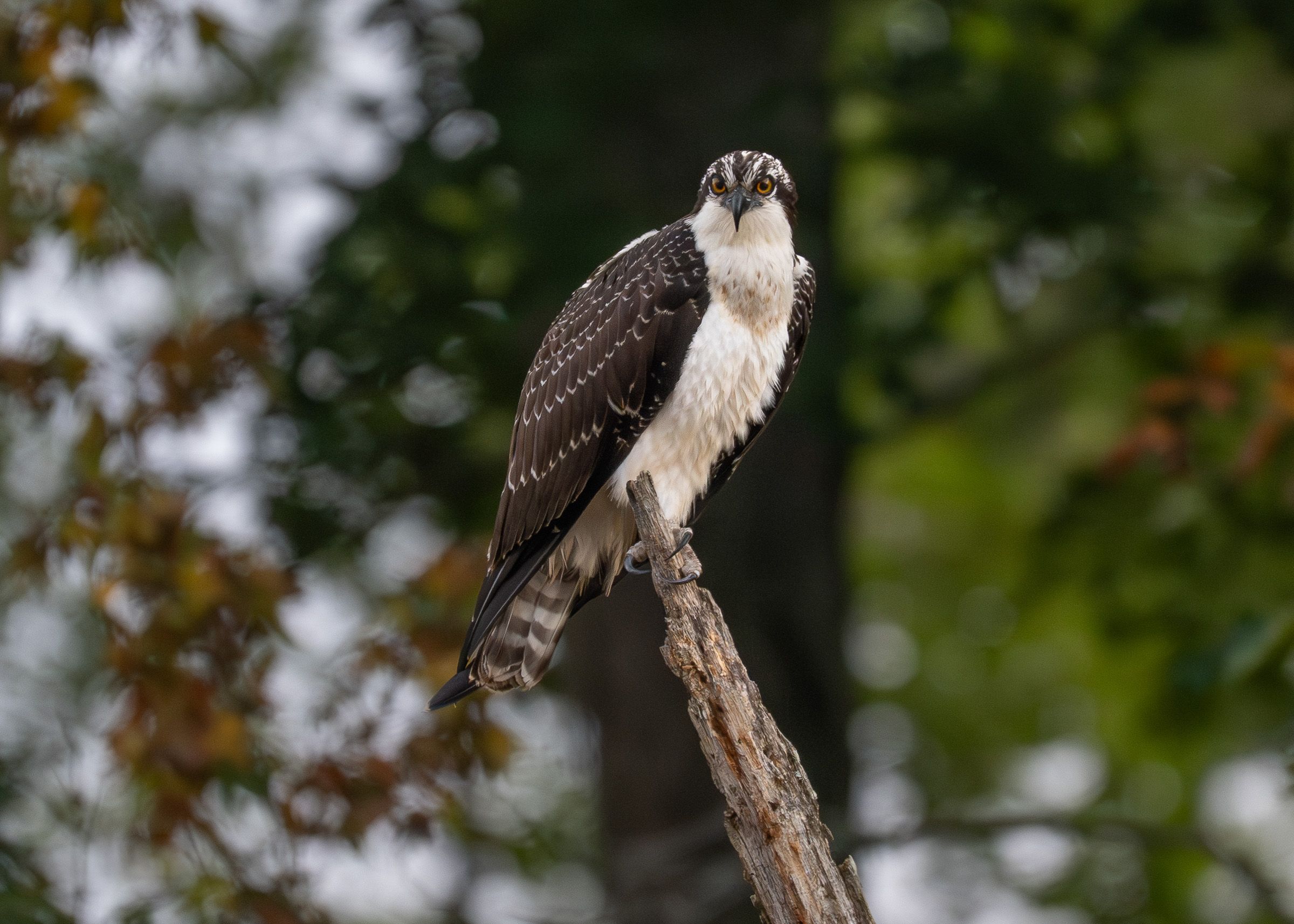 Osprey bird perched on a tree branch.
