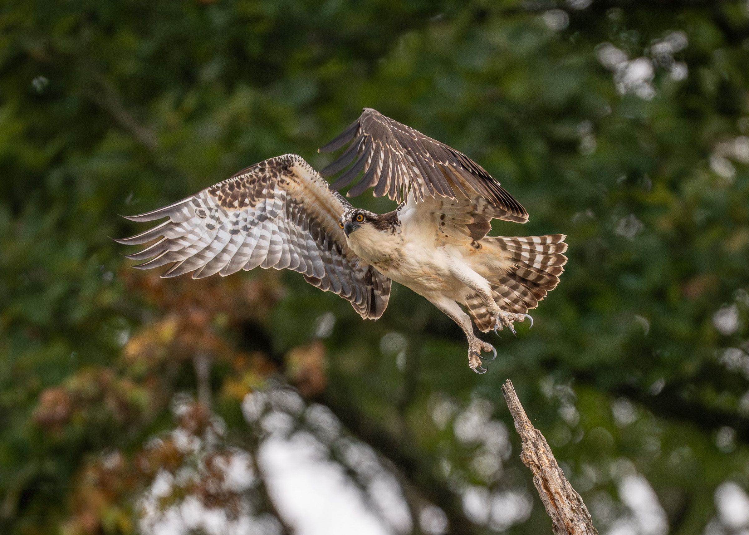 Osprey bird hunting and diving sequence against green forest background.